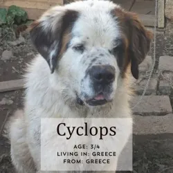 Cyclops, adopted