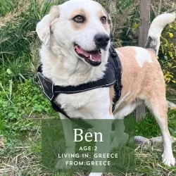 Ben, adopted