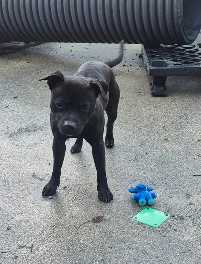 Roxy, adopted