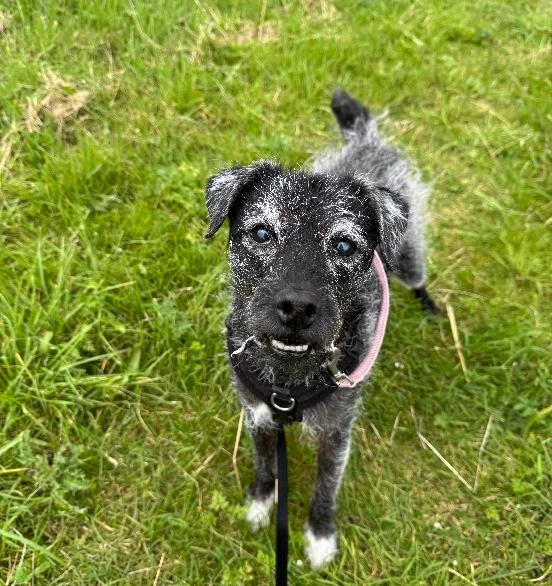 Patterdale Terrier