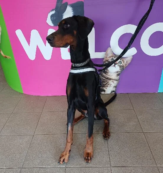 Polish Hound