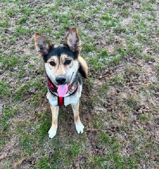 Polish Hound