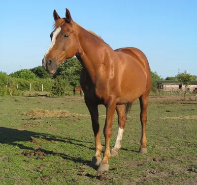 Amber Jazz, adopted