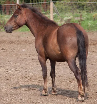 Bambi, adopted