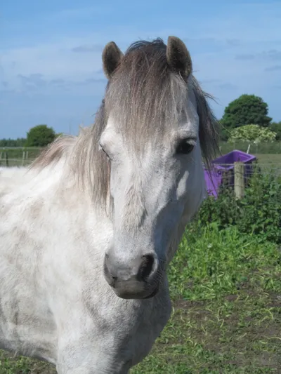 Izzy, adopted