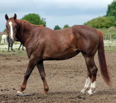 Simone, adopted