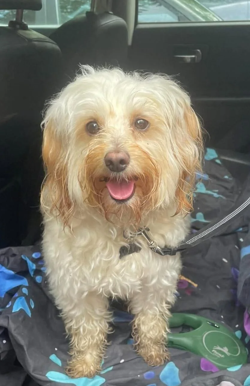 Cockapoo
