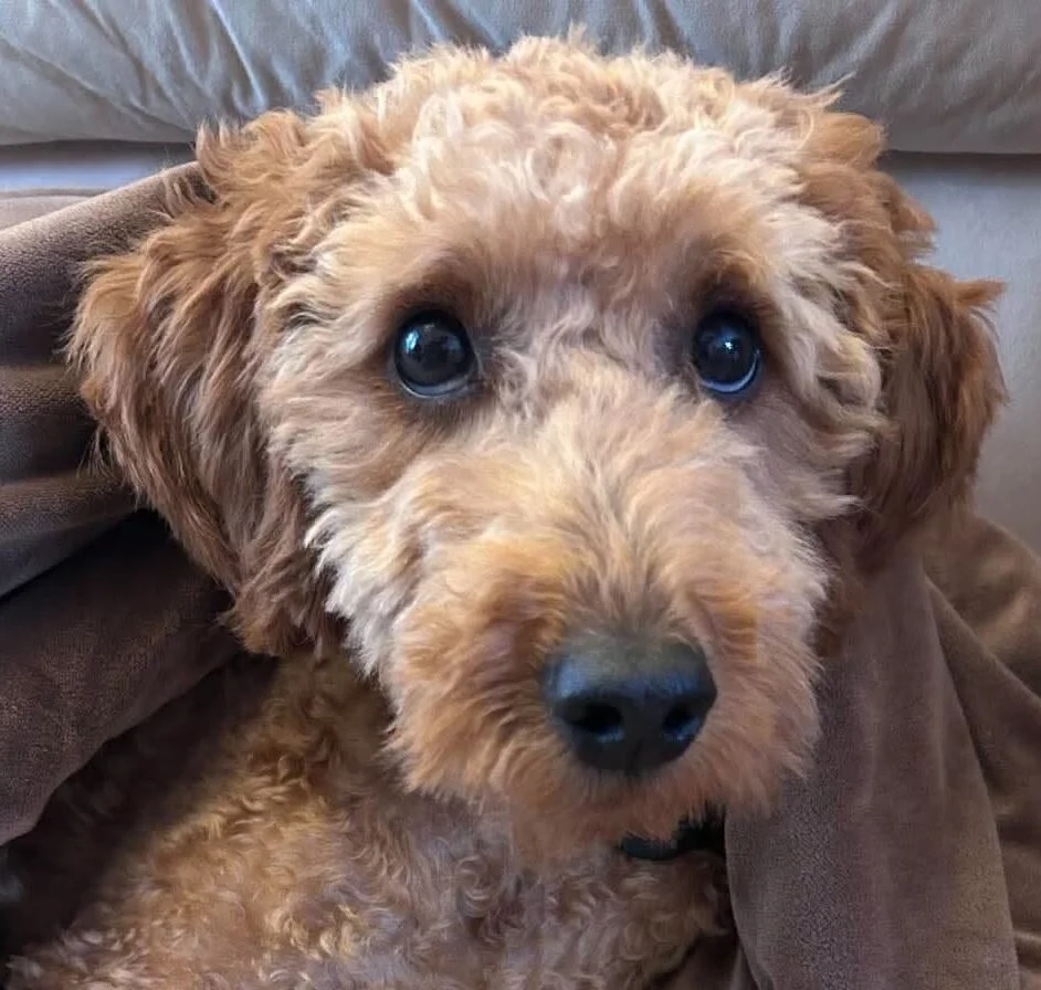 Cavapoo
