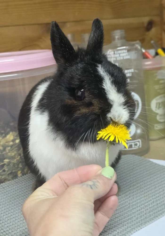 Toffee Rabbits Adopt Toffee — 6yo Mixed Breed in United Kingdom | TailHarbor