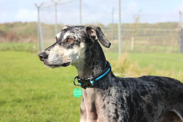 Saluki
