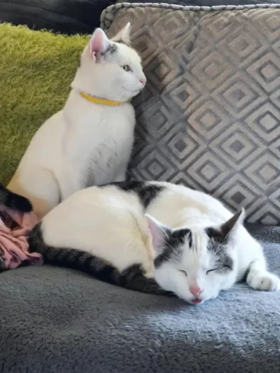 Keanu & Snow, adopted