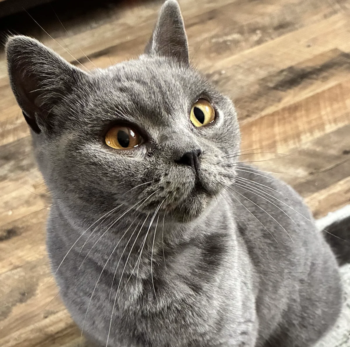 British Shorthair