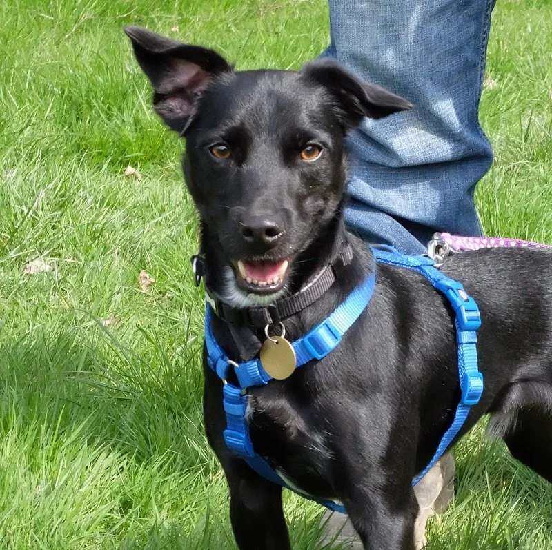 Patterdale Terrier