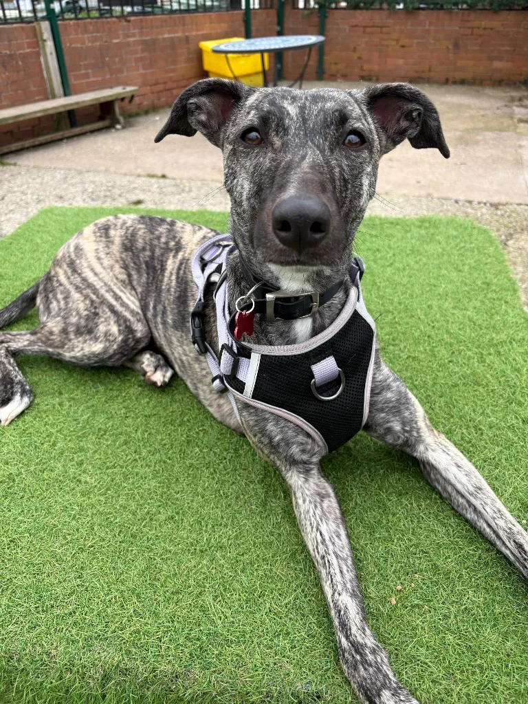 Lurcher