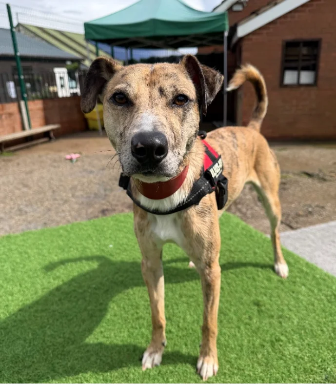 Whippet