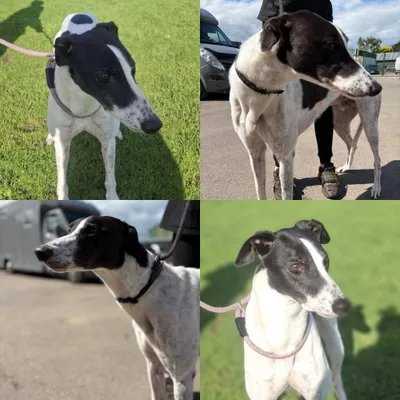 Salacres Logan, adopted