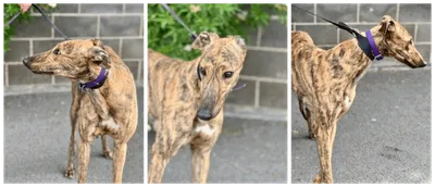 Now Is Not The Time, adopted