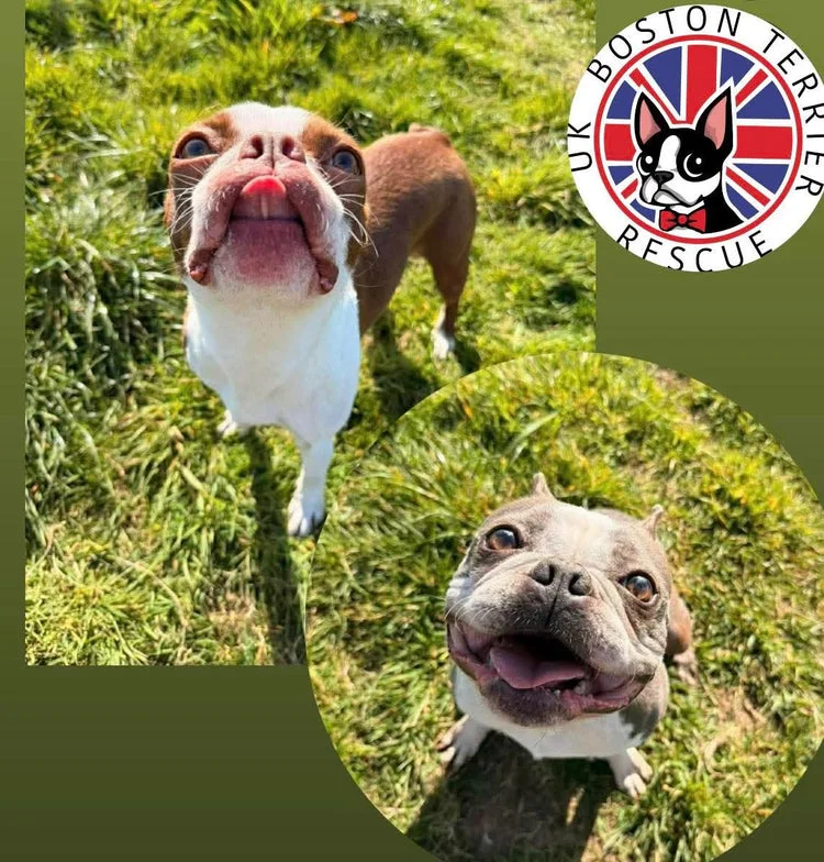 Boston Terrier
