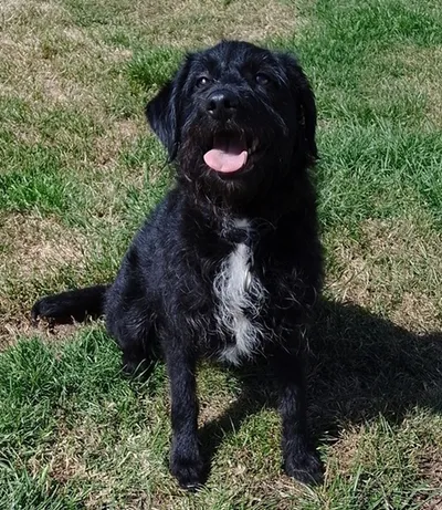Bella – available, adopted