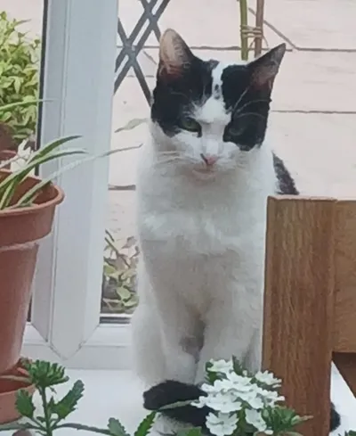 Maggie – found a home, adopted