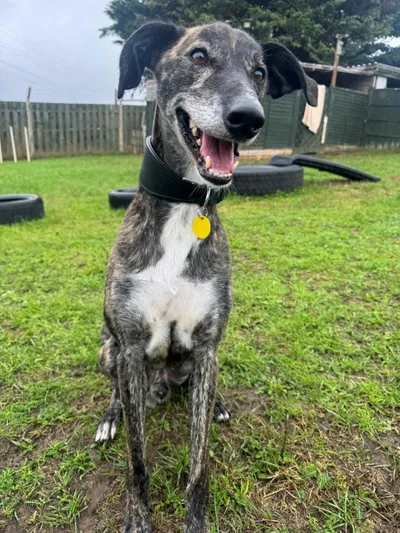 Benny, adopted