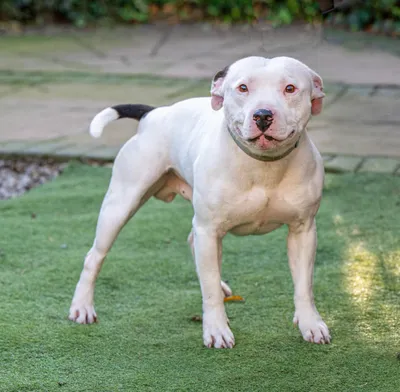 Caesar, adopted
