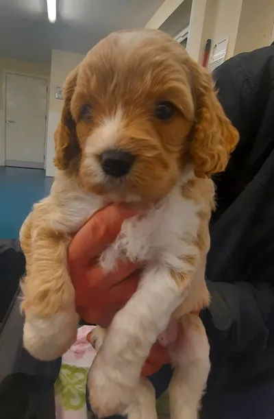 Cavapoo Puppies, adopted