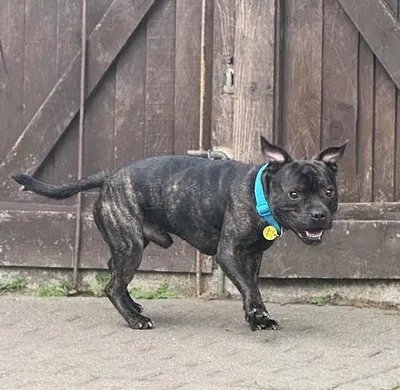 Hewie, adopted