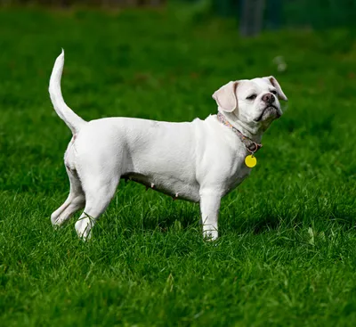 Mabel, adopted