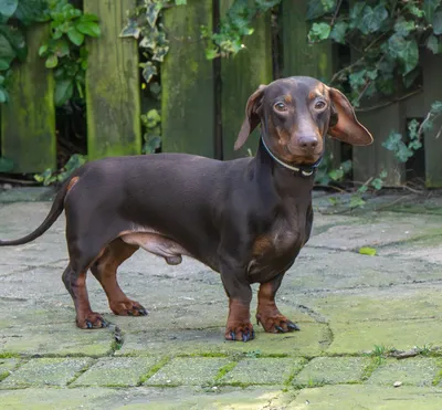 Reggie, adopted