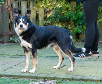 Rocky, adopted