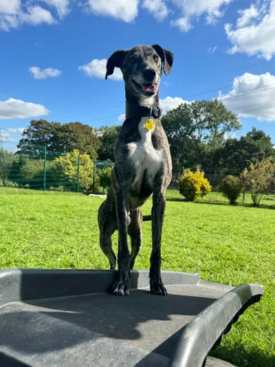 Benny, adopted