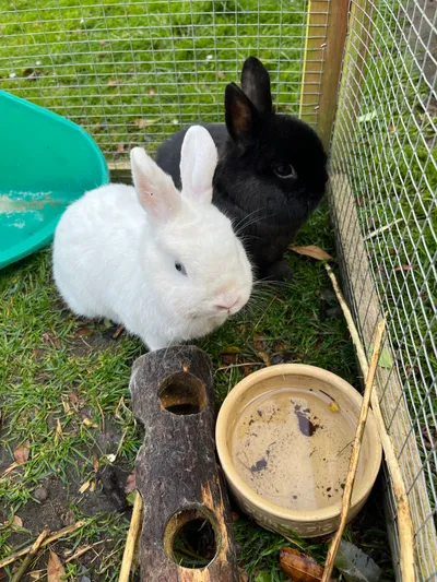 Roddy & Maybelle, adopted