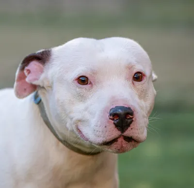 Caesar, adopted