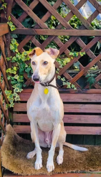 Buddy, adopted