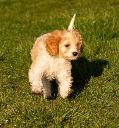 Cavapoo Puppies, adopted