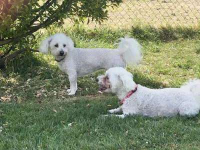 Lucky & Sally, adopted
