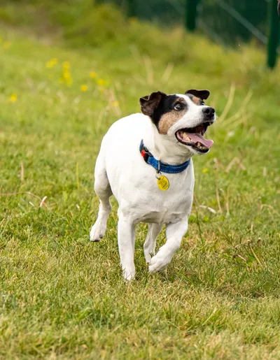 George, adopted