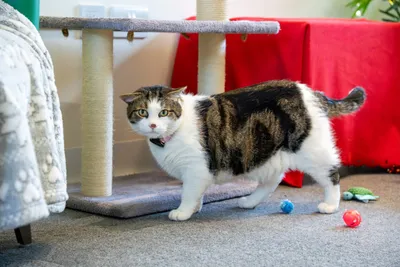 Mr Darcy, adopted