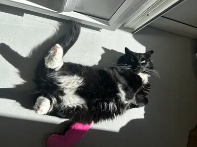 Snoopy, adopted