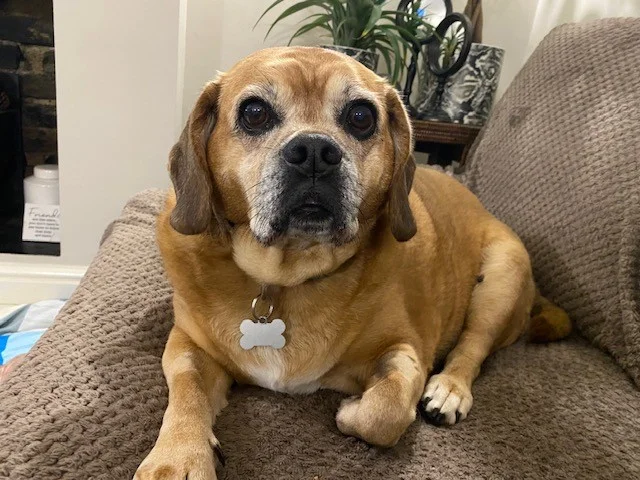 Puggle