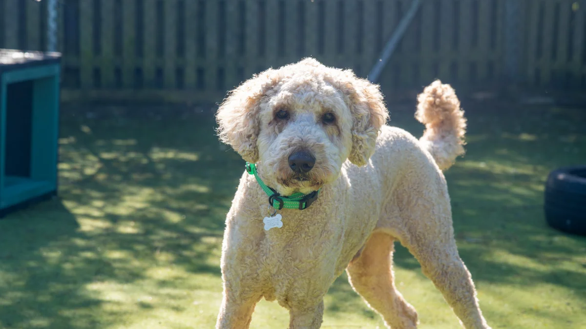 Labradoodle
