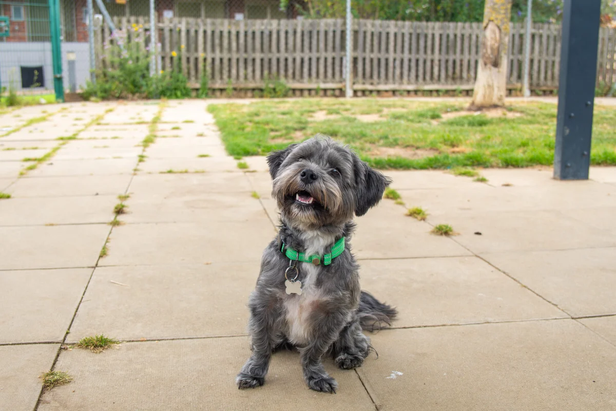 Schnoodle