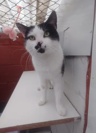 Dexter, adopted