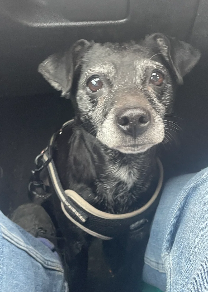Patterdale Terrier