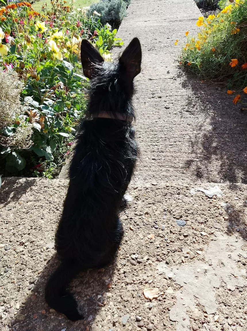 Jack Russell Terrier