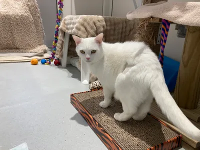 Kiki, adopted