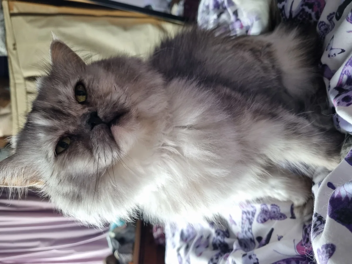 Persian
