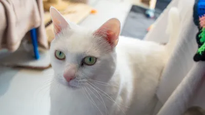 Lexie, adopted