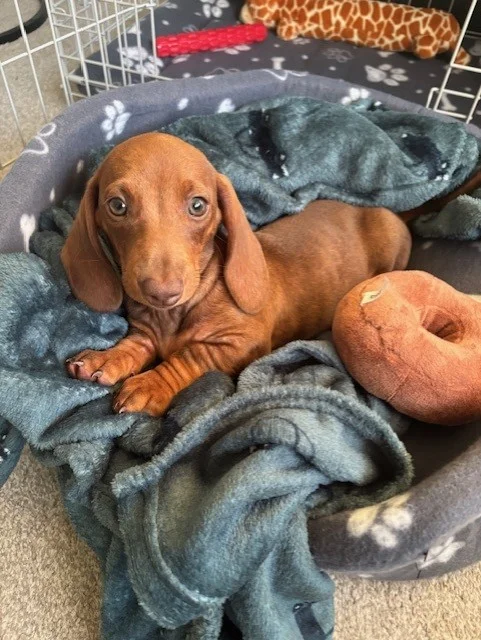 Dachshund